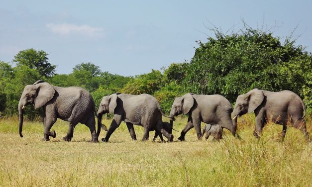 ODISHA ELEPHANT CENSUS INDICATES DECLINE IN TUSKER POACHING