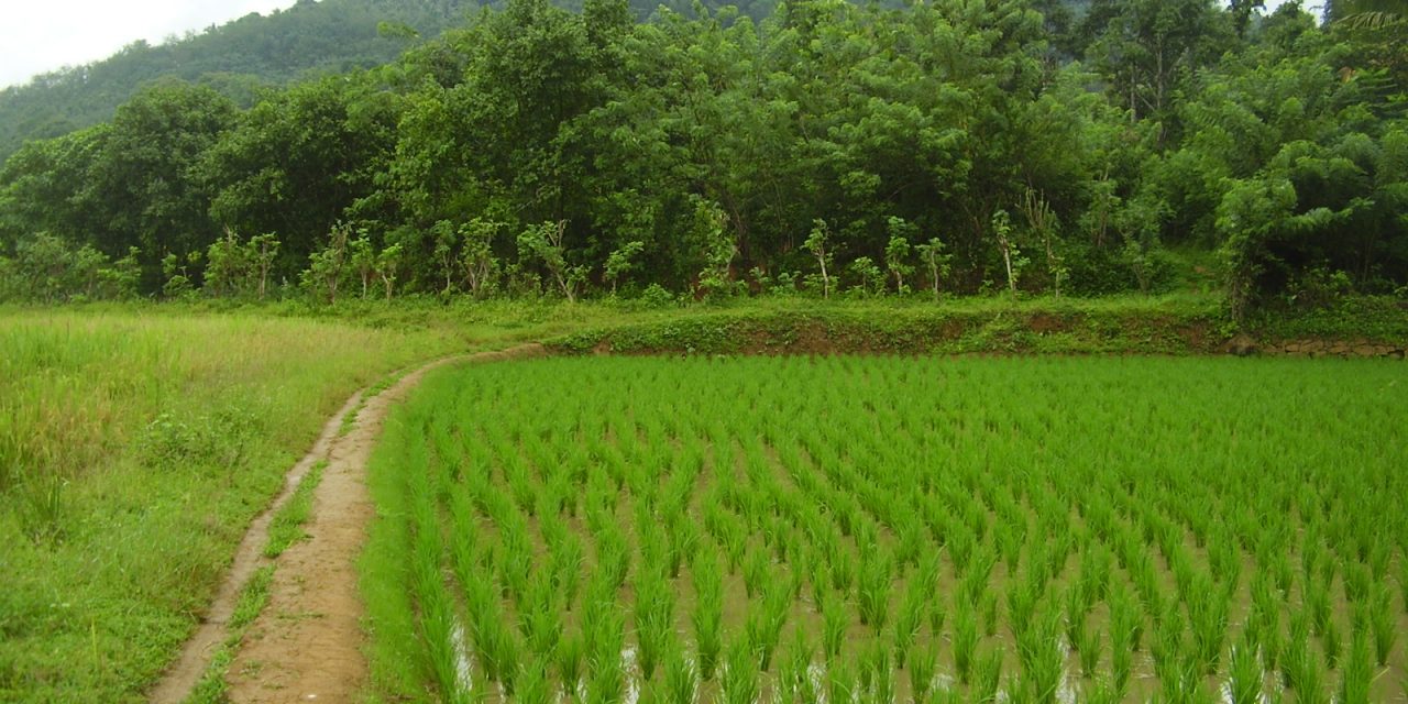 Odisha starts process for kharif paddy procurement