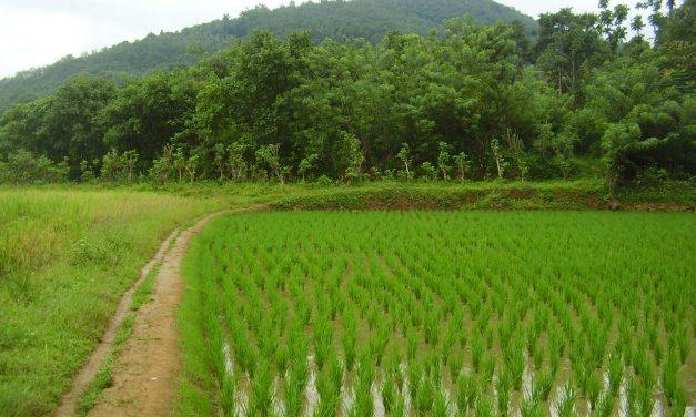 MSP for Rabi crops increased