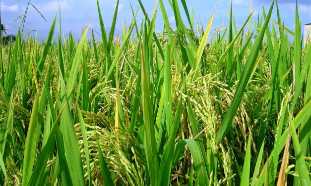 ODISHA TO COVER 25 LAKH FARMERS UNDER CROP INSURANCE SCHEME IN KHARIFF 2017