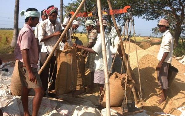 Odisha to procure 53 lakh tonnes paddy in Kharif & Rabi