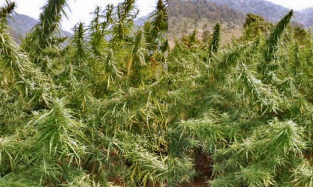 Odisha to use drone to locate illegal hemp cultivation