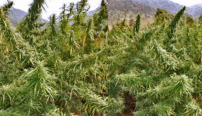 Odisha to use drone to locate illegal hemp cultivation