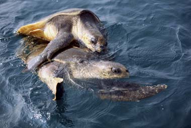 Odisha facilitates Olive Ridley nesting