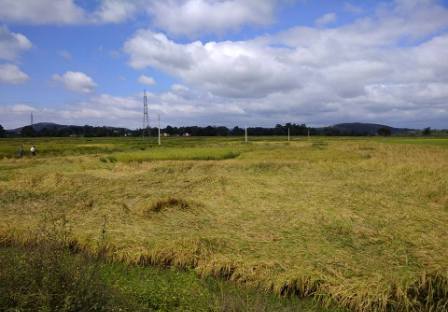 Naveen’s Concern for Standing Crop Facing Unseasonal Rains