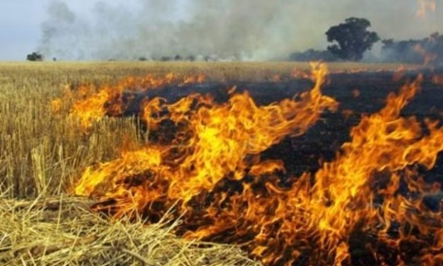 As farmers set fire to pest-attacked paddy fields in frustration, govt. seeks report from collectors