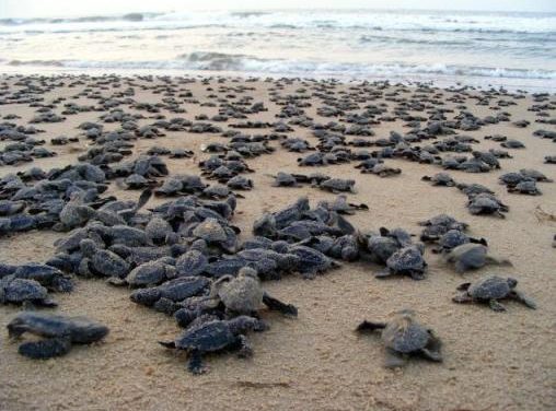 Eggs damage as Olive ridley turtles overcrowd Gahirmatha beach in Odisha