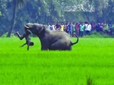 SC directs Odisha and five other states to respond to Centre on elephant corridor