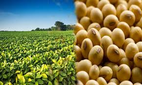 Odisha need to promote soybean this kharif: Union Agriculture Commissioner SK Malhotra