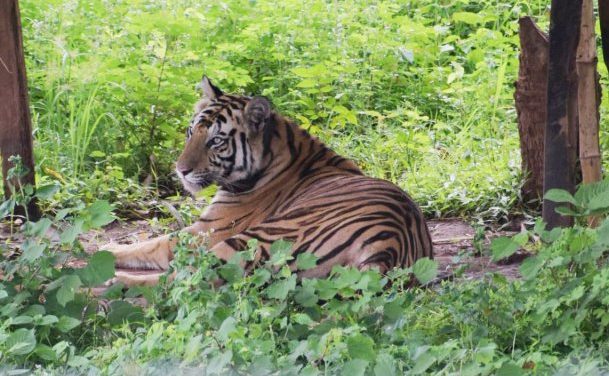 Satkosia’s   created  Menagerie  Menace: Sundari, Mahavir & Jasodha :