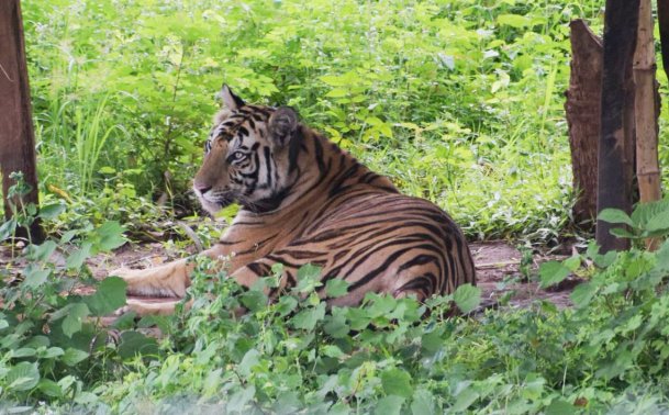Return of Satkosia tigress Sundari not now
