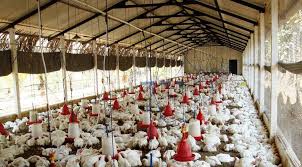 Thanks Delhi High Court, says Poultry Birtds