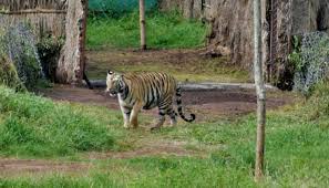 Outcry over tigress Avni’s death makes Odisha forest officials nervous