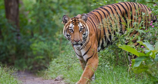 Satkosia tiger died due to infection caused by a pointed stump of a tree