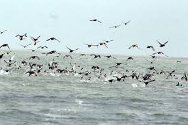 Chilika Bird Poaching: 2  arrested, 13 birds seized