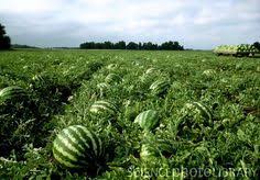 Odisha exports watermelon to Dubai