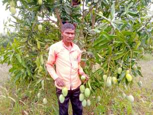 Koraput tribals export mangoes to Delhi, Vizag