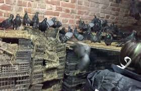 Odisha forest officials probing strange case of pigeon smuggling