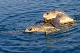 Odisha launches drive to protect endangered Olive Ridley turtles