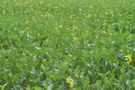 Odisha agril. min. Arun Sahoo unveils Rabi Programme, targets 14.31 lakh hectares coverage under pulses