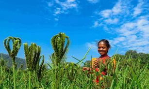 Odisha tribals take up organic millet cultivation resisting commercial maize farming