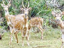 Deer population in Balukhand Wildlife Sanctuary in trap
