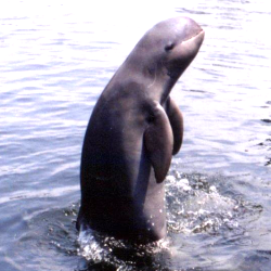 Chilika Lake dolphin population triples with IIT Madras’ intervention