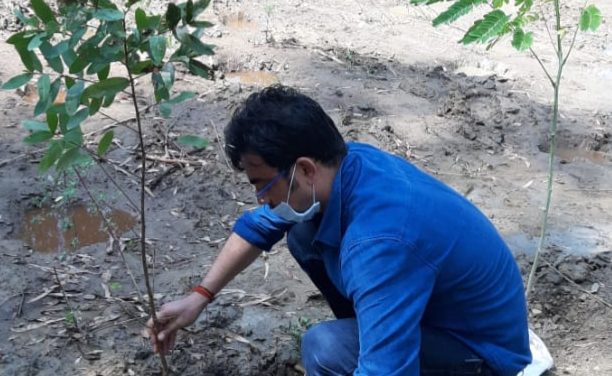 Tata Steel BSL plants 10,000 saplings in UP