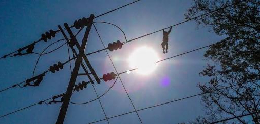 Odisha: 4 monkeys & 2 dogs electrocuted