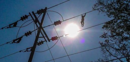 Odisha: 4 monkeys & 2 dogs electrocuted