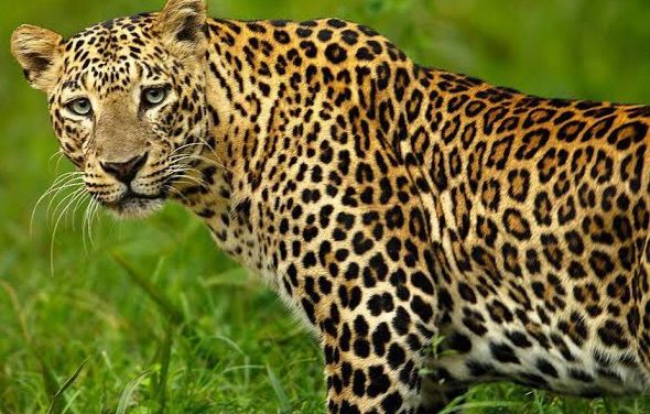 Odisha forest sleuths seize 3 tiger skins, arrest 4