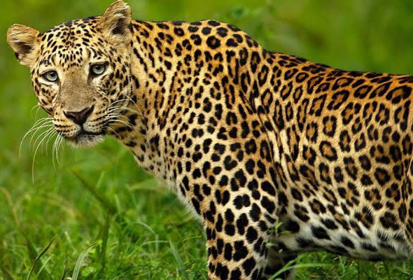 Odisha forest officials arrest 4 poachers, seize leopard skin