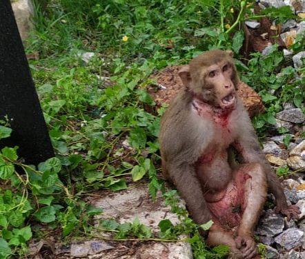 Railway Police ASI recues injured monkey from track