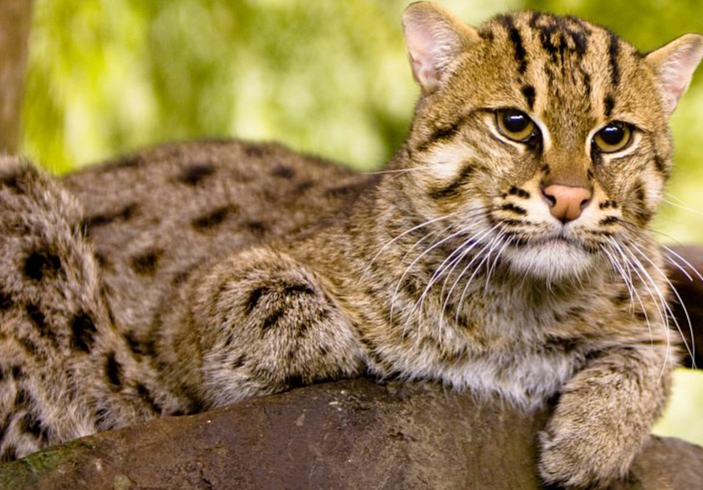 Fishing Cat New Ambassador of Ramsar Site Cilika Lake