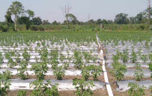Netafim India launches FlexNet™ to boost genext farming