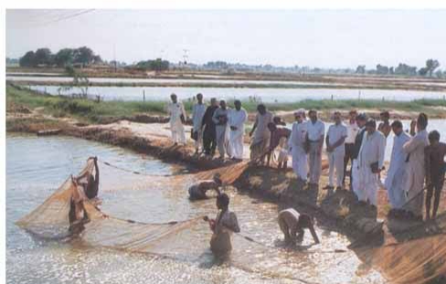 Odisha Mission Shakti SHGs  Secure Nutrition and Income Security with Pisciculture