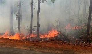 Centre sends experts team to manage forest fires in Odisha