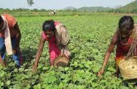 Centre -State join hands to check  prices of pulses