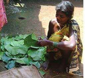 Van Dhan Yojana benefiting Odisha tribals