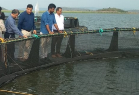 Odisha’s Cage Fish Culture in Hirakud Reservoir turns out a success model