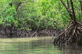 Odisha adds highest number of Mangrove forests in India