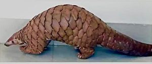 Odisha Pangolins in Peril 