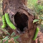 Tata Steel Foundation revives native silkworm in Odisha’s Chromite Valley