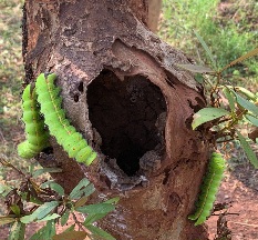 Tata Steel Foundation revives native silkworm in Odisha’s Chromite Valley